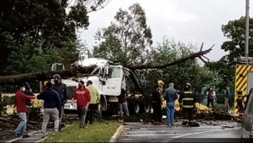 Conductor muere aplastado por árbol que cayó sorpresivamente sobre la cabina de su camión