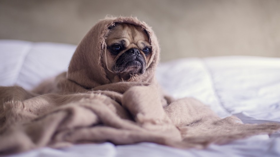 ¡Cuidado! Los perros pueden sufrir mucho si juegan con estos objetos ¡Cuidado! Los perros pueden sufrir mucho si juegan con estos objetos