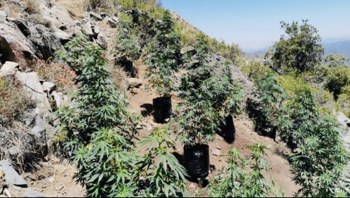 Decomisan más de 3 mil plantas de marihuana escondidas en quebradas de Coquimbo