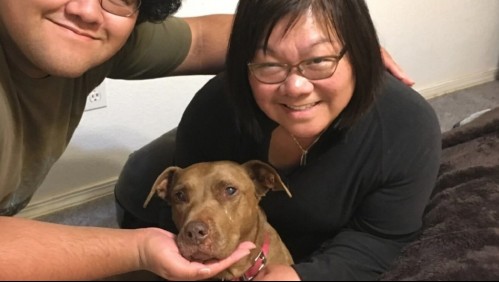 'Heroína silenciosa': Muere por coronavirus enfermera que salvó a miles de perros callejeros