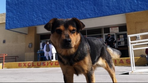 'Hachiko' mexicano: Fiel perro espera fuera de un hospital a dueño que murió de coronavirus
