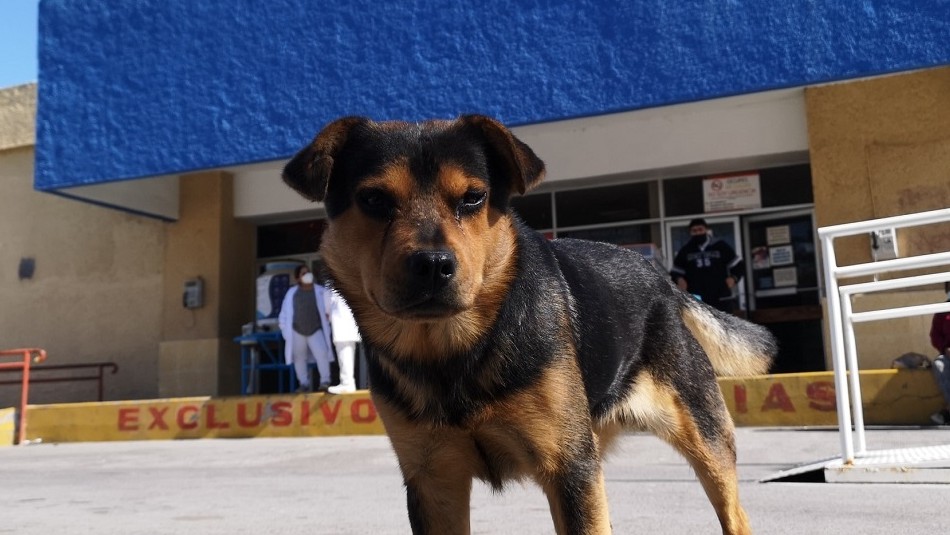 Perrito espera fuera de un hospital a su dueño que murió de coronavirus