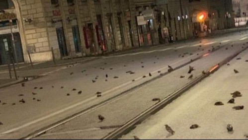 Cientos de aves mueren en Roma tras los fuegos artificiales de Año Nuevo