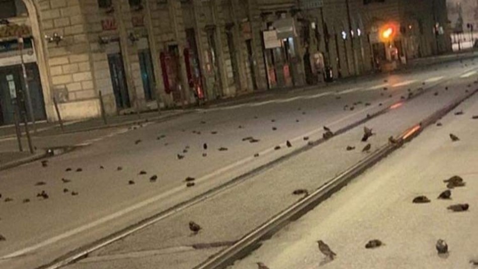 Cientos de aves mueren en Roma tras los fuegos artificiales de Año Nuevo Cientos de aves mueren en Roma tras los fuegos artificiales de Año Nuevo