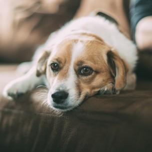 ¿Náuseas e inactividad? Reconoce cuándo tu perro puede estar sufriendo una indigestión