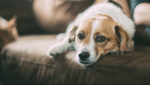 ¿Náuseas e inactividad? Reconoce cuándo tu perro puede estar sufriendo una indigestión