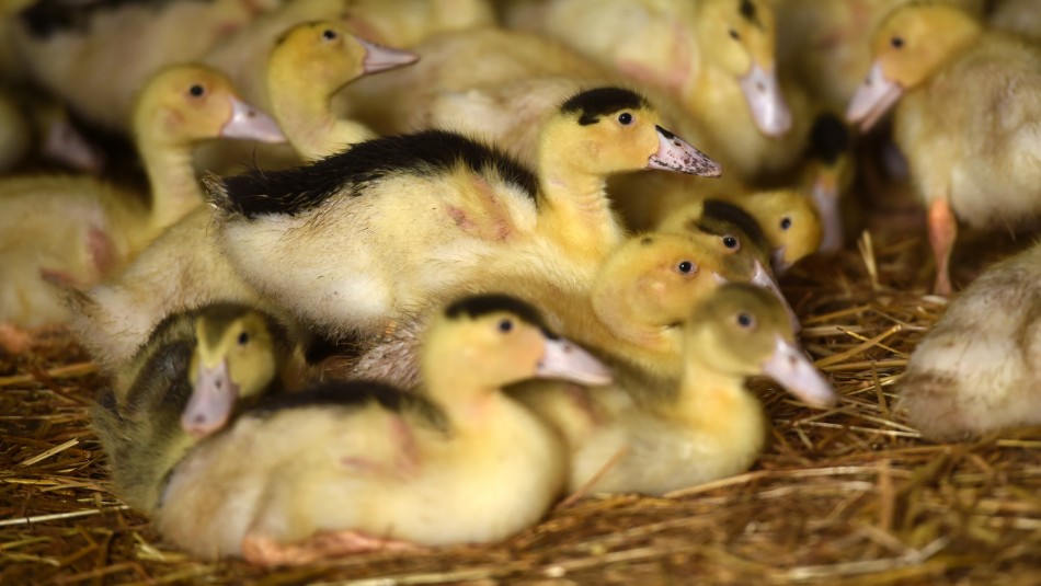 Brote de gripe aviar en Francia: Sacrifican a miles de patos por virus Brote de gripe aviar en Francia: Sacrifican a miles de patos por virus