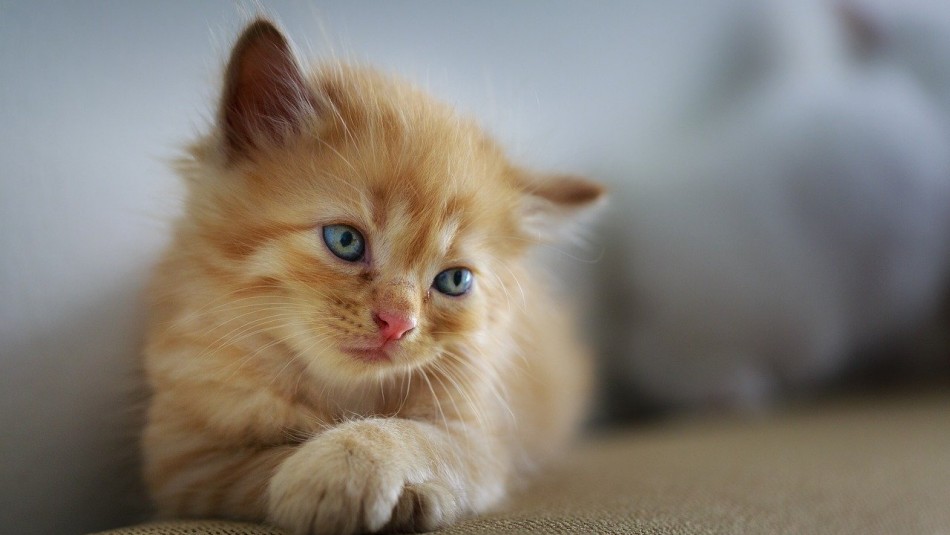 Misterio resuelto: Revelan por qué los gatos parpadean lento al mirar a sus dueños Misterio resuelto: Revelan por qué los gatos parpadean lento al mirar a sus dueños