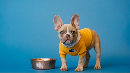 ¿Puedo darle de comer cebolla o ajo a mi perro? Mira qué dicen los especialistas