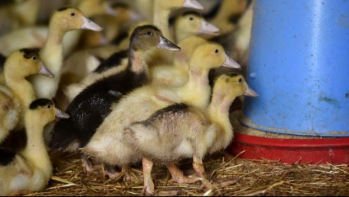 'Hay un virus que es más fuerte que nosotros': Preocupante aumento de gripe aviar en Francia