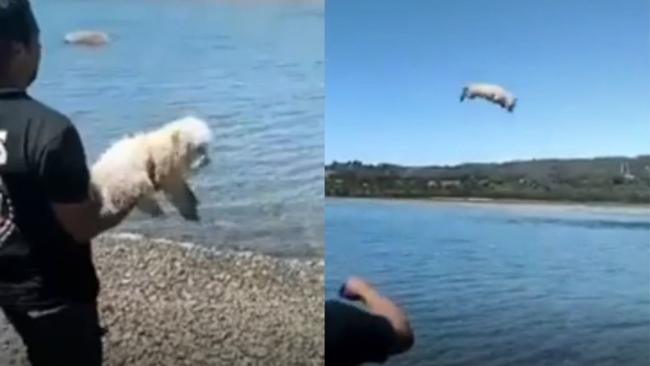 Hombre lanza a perro al mar Hombre que lanza a perro al mar fue identificado.
