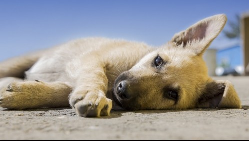 Conoce algunos síntomas del resfrío en perros y cómo tratarlo