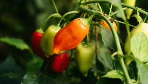 ¿Quieres perder unos kilos? Qué comer y qué evitar para bajar de peso