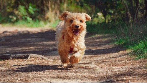 ¿Tu perro rasca el suelo después de hacer sus necesidades? Conoce la razón de esta conducta