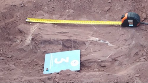 Hallan restos de dinosaurio herbívoro que habitó en Sudamérica hace 140 millones de años