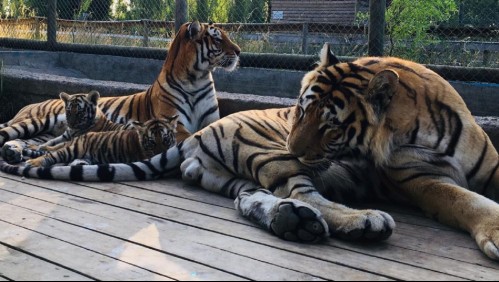 Crítica situación en zoológico de Los Ángeles: alimento se acaba dentro de los próximos días