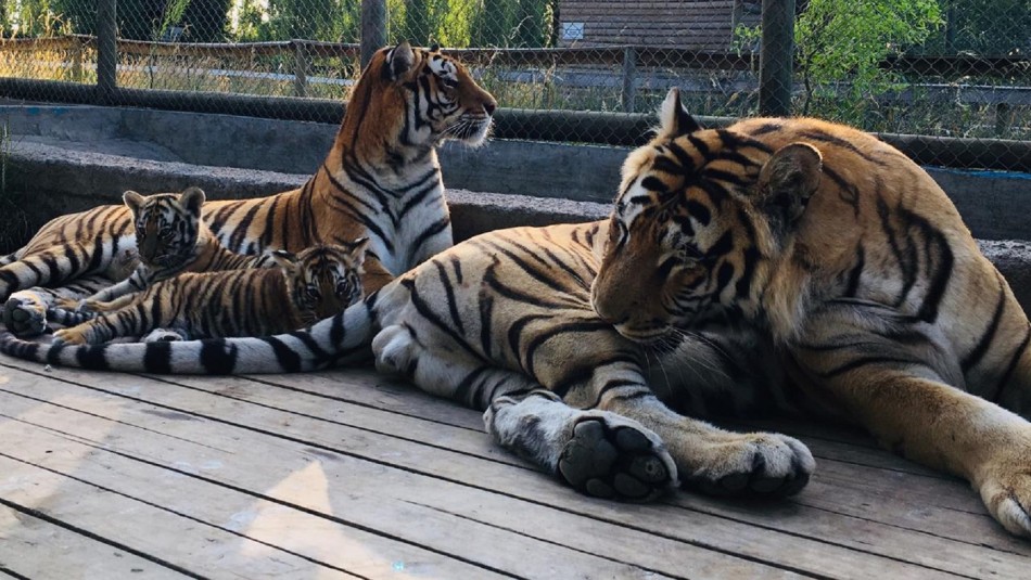 Crítica situación en zoológico de Los Ángeles: alimento se acaba dentro de los próximos días Crítica situación en zoológico de Los Ángeles: alimento se acaba dentro de los próximos días