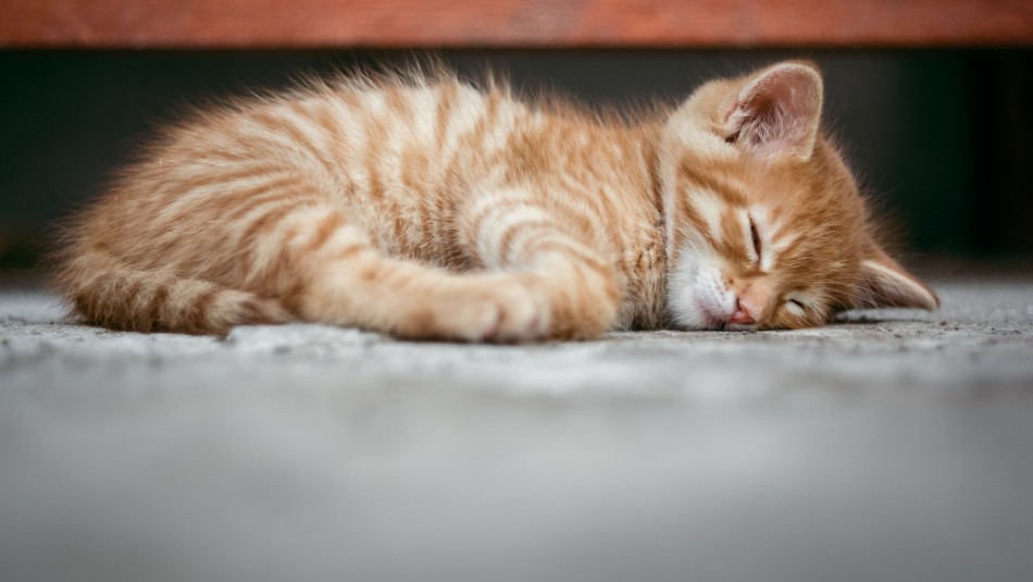 ¿Tu gato tiembla cuando duerme? Conoce las razones por las que puede suceder esto ¿Tu gato tiembla cuando duerme? Conoce las razones por las que puede suceder esto
