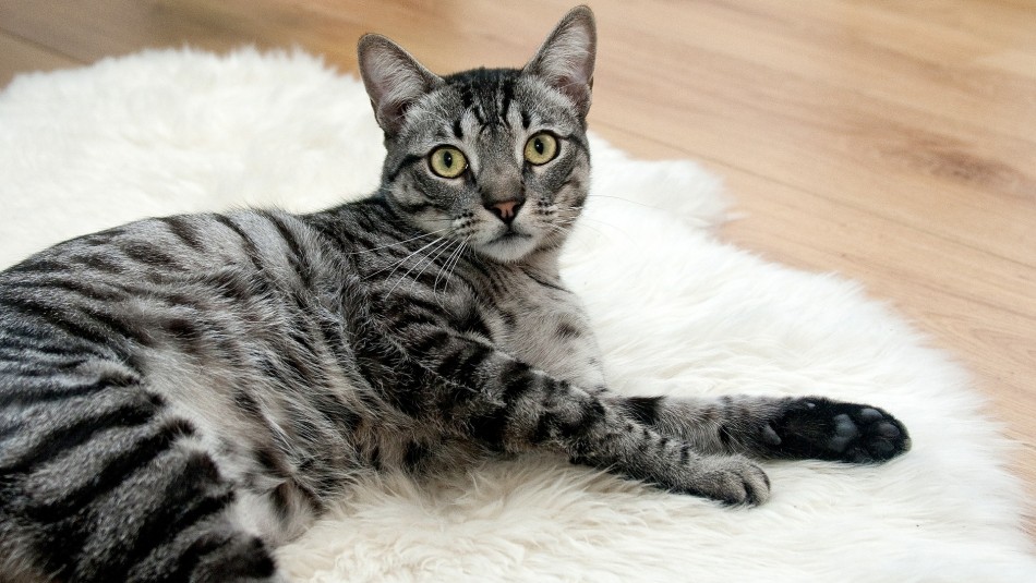 ¿Sabes qué edad tiene tu gato? Revisa esta tabla y te sorprenderás ¿Sabes qué edad tiene tu gato? Revisa esta tabla y te sorprenderás