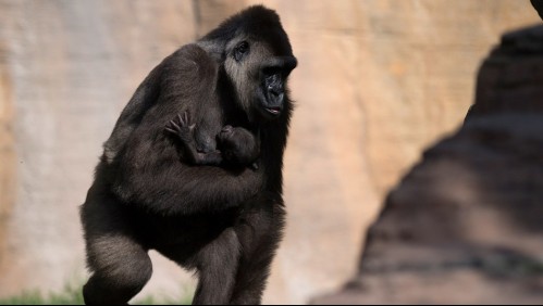 Gorilas de zoológico de EE.UU. se contagian de coronavirus