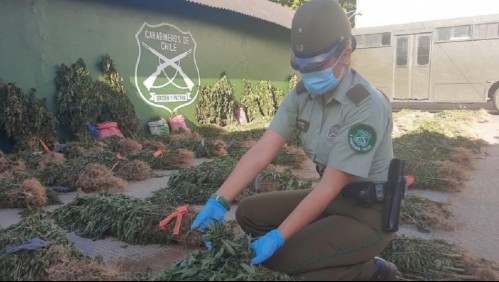 Decomisan más de 14 mil plantas de marihuana en la precordillera