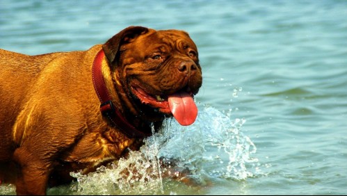 Altas temperaturas en verano: Mira estas recomendaciones para proteger a tus mascotas del calor