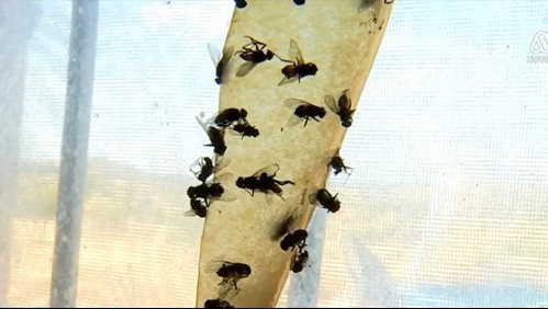 El drama de vivir en una plaga de moscas y mal olor en San Javier