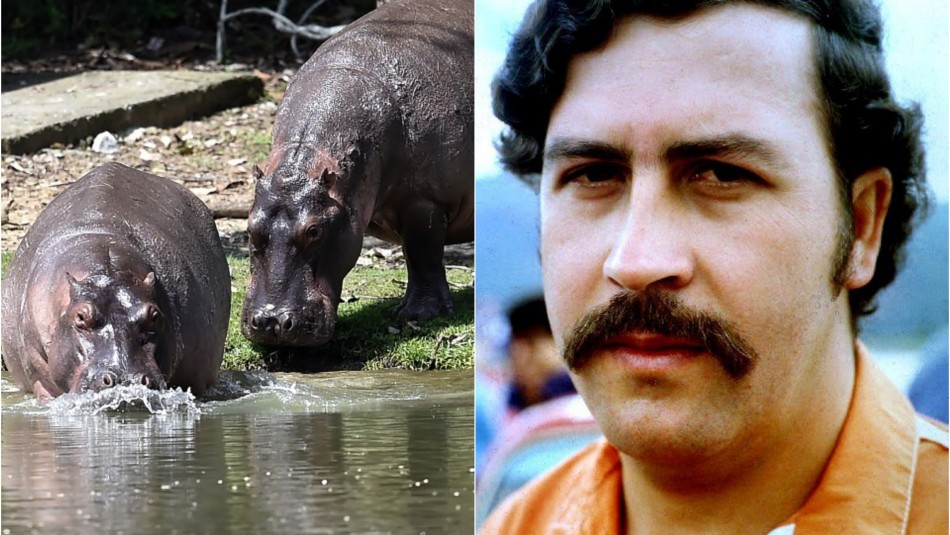 El legado salvaje de Pablo Escobar: Sus hipopótamos causan graves problemas en Colombia El legado salvaje de Pablo Escobar: Sus hipopótamos causan graves problemas en Colombia