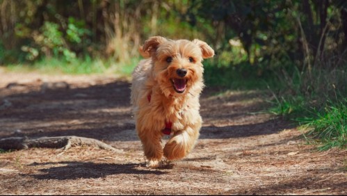 Más que una señal de estar alegre: ¿Por qué los perros mueven la cola?