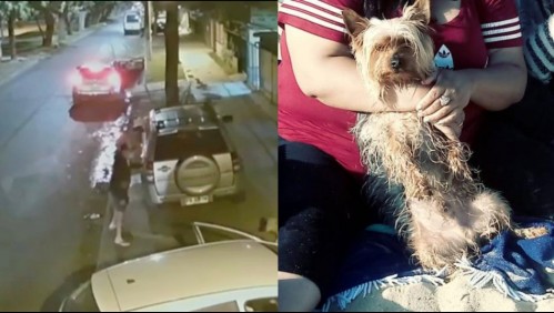 Violento portonazo en Maipú: sujetos se llevan hasta el perro de la familia en el auto