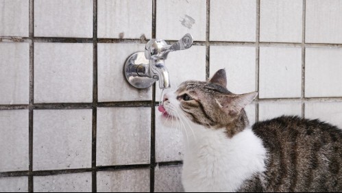 ¿Sabes por qué los gatos toman agua de la llave? Aquí te lo contamos