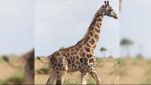 Científicos descubren dos casos de jirafas enanas: 'Son extraordinariamente raros'