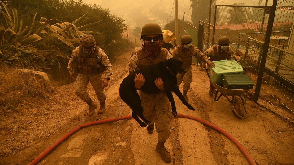 Vecinos y personal de las FFAA rescatan a animales en medio de incendio en Quilpué Vecinos y personal de las FFAA rescatan a animales en medio de incendio en Quilpué