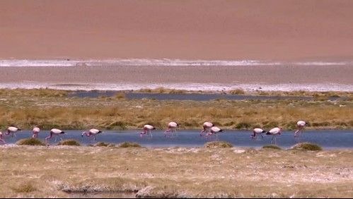 San Pedro de Atacama: La ruta de los salares en pandemia