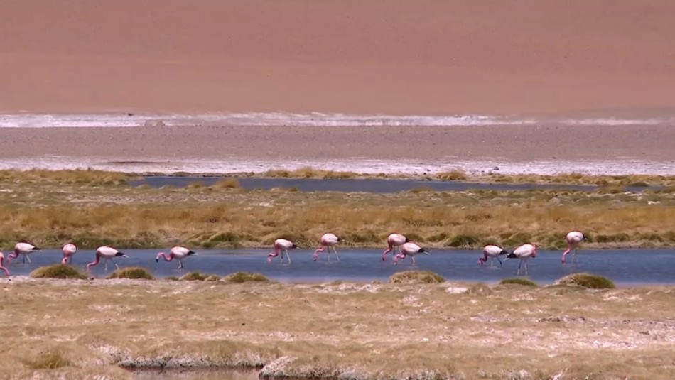 San Pedro de Atacama: La ruta de los salares en pandemia San Pedro de Atacama: La ruta de los salares en pandemia