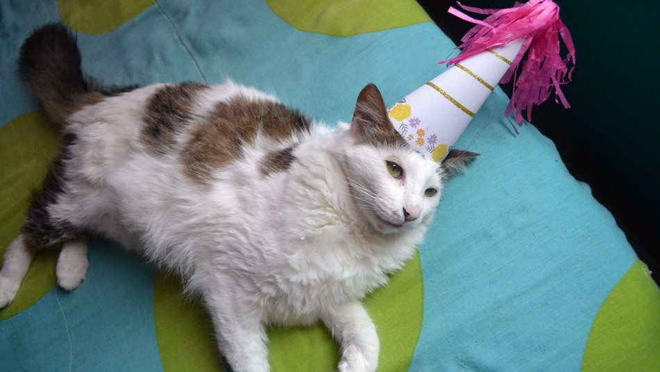 Fiesta de cumpleaños de un gato dejó 15 contagiados de coronavirus en Santo Domingo Fiesta de cumpleaños de un gato dejó 15 contagiados de coronavirus en Santo Domingo