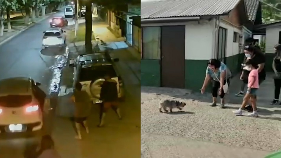 Robo de mascotas: El lucrativo delito que está al alza en Chile Robo de mascotas: El lucrativo delito que está al alza en Chile
