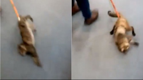 [VIDEO] Denuncian maltrato animal contra un gato en sucursal bancaria