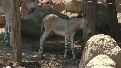 Nacen asnos de Somalía en Buin Zoo: Quedan menos de 200 ejemplares en vida silvestre en el mundo