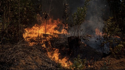 Alerta Roja para comuna de Alto Biobío por incendio forestal que se acerca a Reserva Ralco