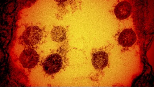 Experta por nuevas variantes: 'El virus muta de forma natural cada vez que se replica'