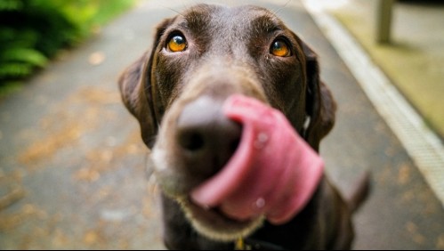 Conoce qué le pasa a tu perro cuando presenta mucha salivación