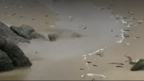 Cientos de peces aparecen varados y sorprenden a los habitantes de Punta de Tralca
