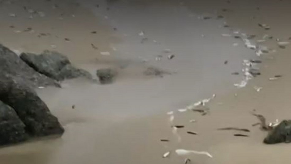 Cientos de peces aparecen varados y sorprenden a los habitantes de Punta de Tralca Cientos de peces aparecen varados y sorprenden a los habitantes de Punta de Tralca