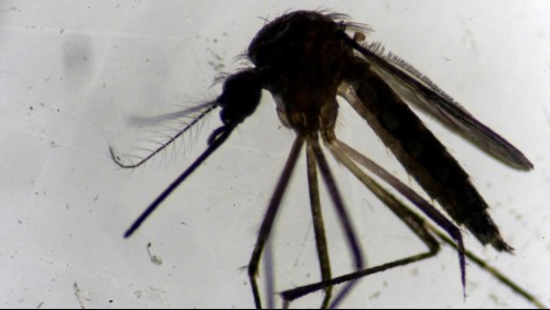 'Corona-dengue' y 'Corona-salmonella': Argentina reporta brote combinado de enfermedades