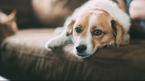 Apático y débil: Estás son las señales que indican que tu perro tiene fiebre