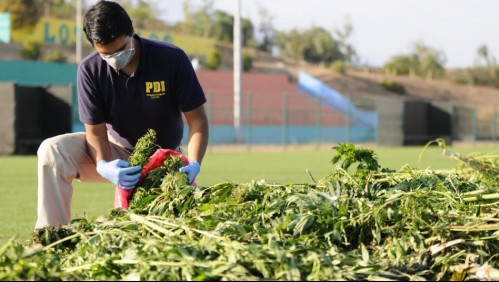 Policía incauta cargamento de marihuana avaluado en casi $3.600 millones