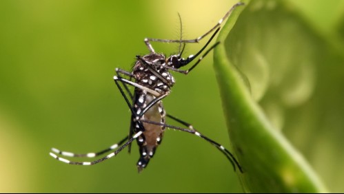 Encuentran huevos de zancudo que transmite el dengue, zika y fiebre amarilla en Arica