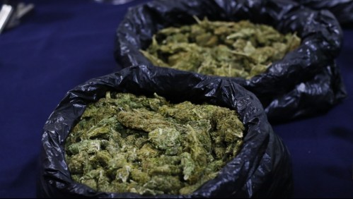 'Operación Nogales': Incautan 177 kilos de cannabis sativa y 791 plantas en Los Vilos