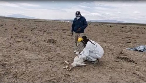 'Algunos dicen que es el Chupacabras': alarma en Colchane por extraño ser que ataca a ganado